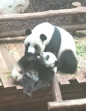 1歳になるユワン・モン(円夢)=下=と母親のホワン・ホワン(歓歓)=2018年7月29日、フランス中部ボーバル動物園。吉岡桂子撮影パンダの親子